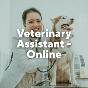 Photo of a woman using a stethoscope on a Siberian Husky. Text overlay, "Veterinary Assistant-Online."